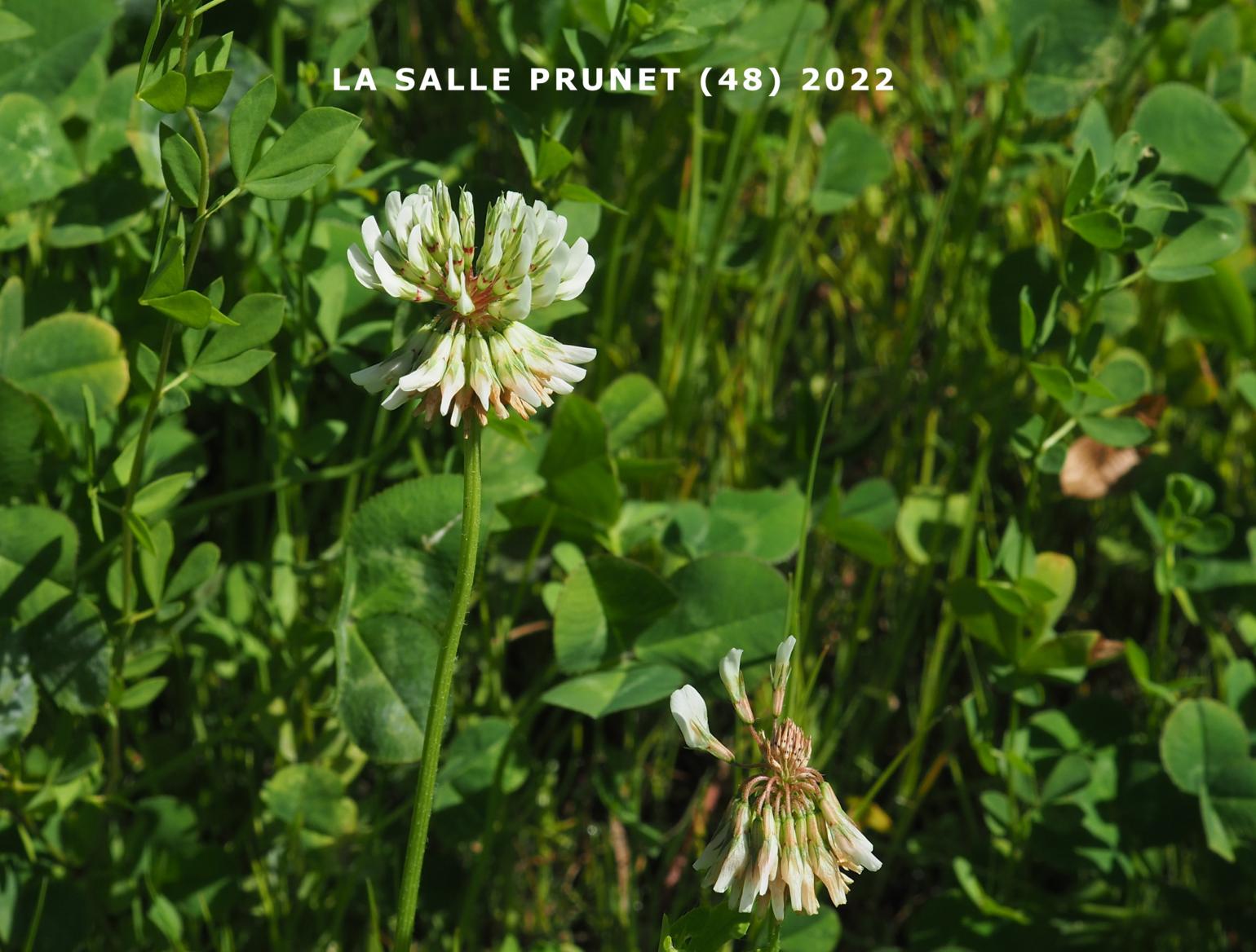 Clover, White